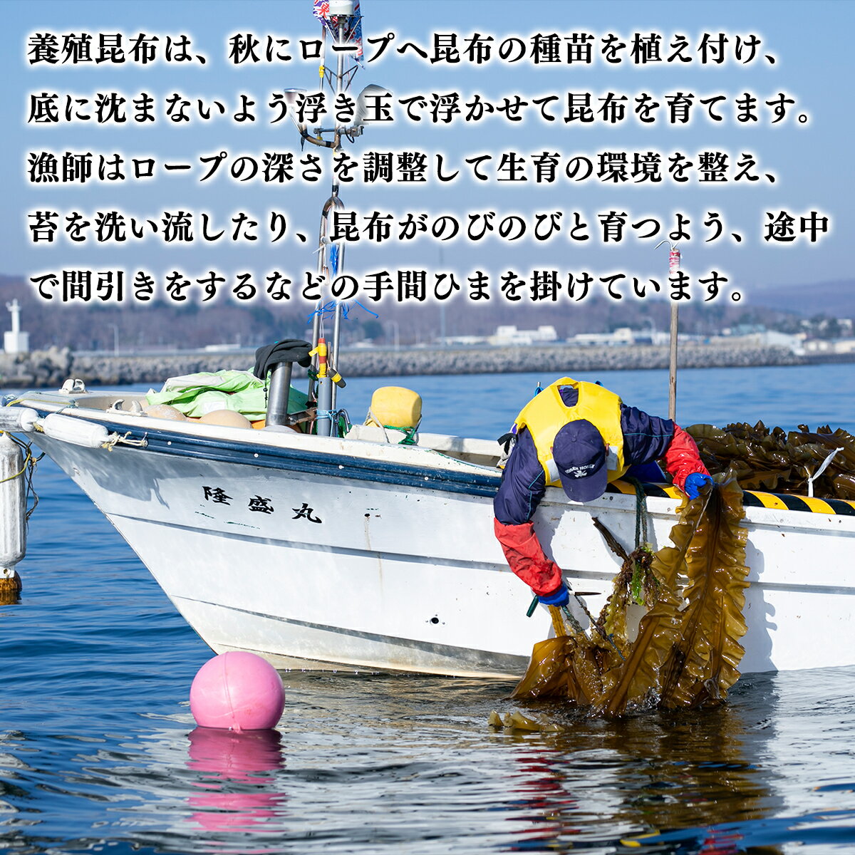 【選べる内容量】北海道産 養殖 白口浜真昆布 1袋 100g 真昆布 だし 佃煮 昆布締め...