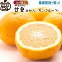 ★20日限定!ポイント5倍!★ 【予約】 訳あり 甘夏みかん 発送予定4月上旬頃 【 送料無料 甘夏柑 KS わけあり お得 甘夏 あまなつ 夏みかん サンフル...