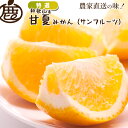 特選 甘夏みかん 【 1kg 2.5kg 5kg 7.5kg 10kg 送料無料 甘夏柑 KS 甘夏 あまなつ 夏みかん サンフルーツ 産地直送 和歌山 柑橘 ...