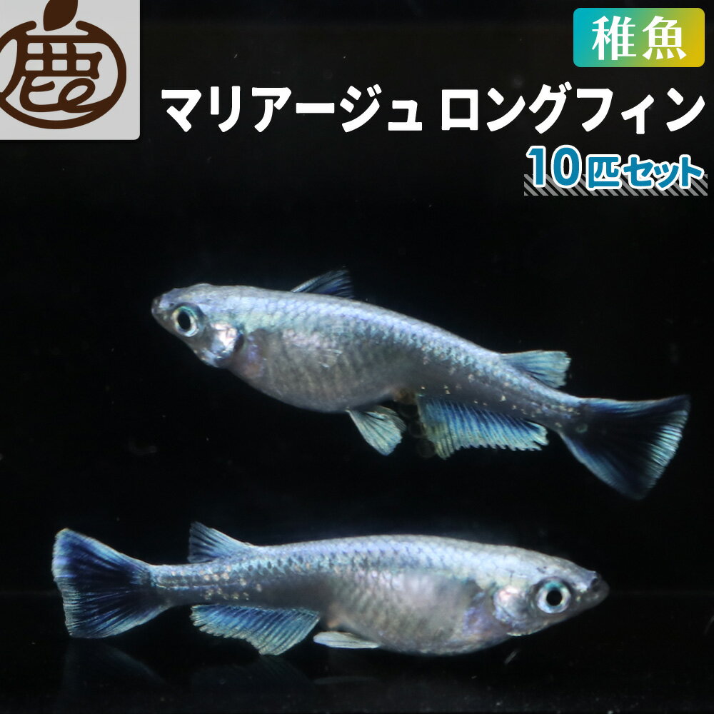 メダカ マリアージュロングフィン 稚魚 10匹 未選別 セット 10匹 