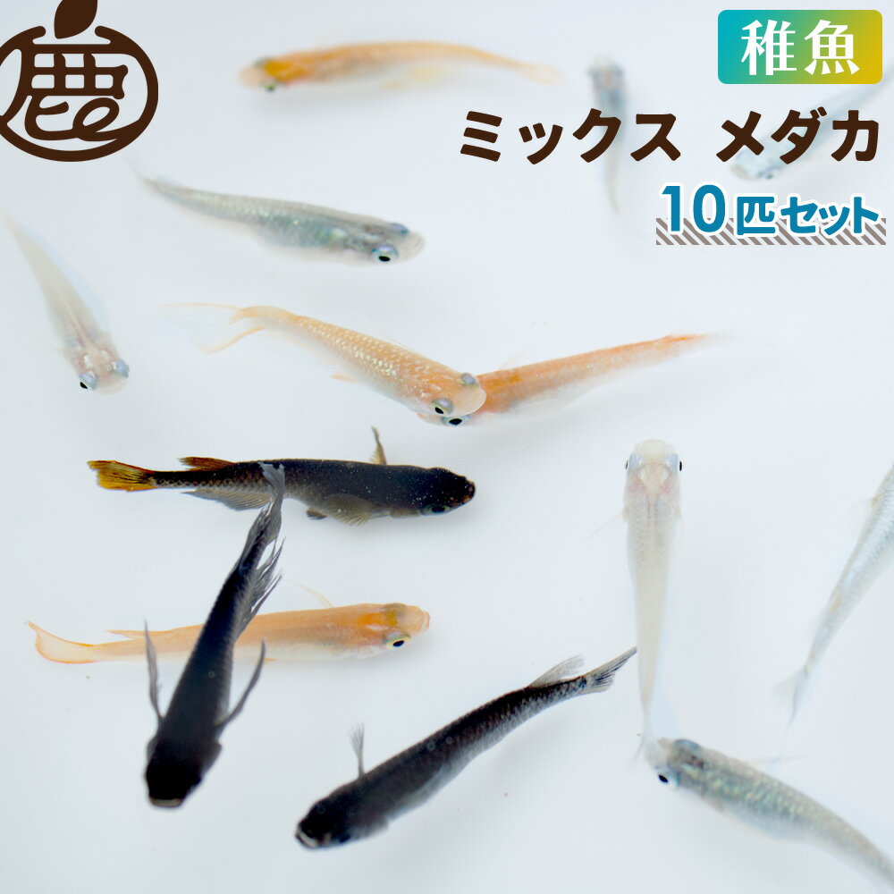 ミックス メダカ 稚魚 生体 10匹 未選別 販売