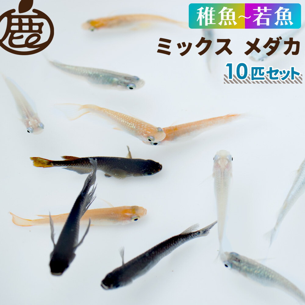 メダカ 稚魚 若魚 混合 （1.5cm～2.5cm） MIX 未選別 セット 10匹 【 送料無料 めだか ミックス サイズ混合 メダカ販売 セット販売 生体 】