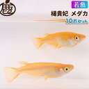 楊貴妃 メダカ 若魚 （2cm～2.5cm） セット 10匹 【 送料無料 めだか ヨウキヒメダカ 赤色メダカ メダカ販売 生体 】