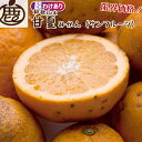 ★15日限定!全品ポイント5倍!★ 超訳あり 甘夏みかん 【 1kg 2.5kg 5kg 7.5kg 10kg 送料無料 甘夏柑 KS ロットA 訳あり お得 ...
