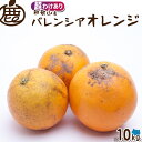 超 訳あり バレンシア オレンジ 10kg 【 送料無料 超わけあり 規格外サイズ お得 ロットA KS 国産 バレンシアオレンジ 国産オレンジ 和歌山 産地直送 大容量 】
