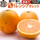 訳あり バレンシア オレンジ 7.5kg 【 送料無料 訳あり お得 KS 国産 バレンシアオレンジ 国産オレンジ 和歌山 産地直送 】