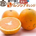 訳あり バレンシア オレンジ 2.5kg 【 送料無料 訳あり お得 KS 国産 バレンシアオレンジ 国産オレンジ 和歌山 産地直送 】