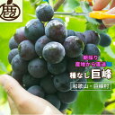 ★15日限定!全品ポイント5倍!★ 【予約】ぶどう 巨峰 種なし 出荷8/18頃~【 1kg 2kg 3kg 送料無料 ブドウ 葡萄 お取り寄せ グルメ 和歌山 フルーツ デザート ギフト 露地栽培 朝採り 産地直送 産直 】