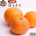 [わけあり] はっさく 10kg 【 送料無料 訳あり 八朔 ハッサク KS お買い得 お得 ご家庭用 国産 柑橘 和歌山 フルーツ みかん ミカン 果物 産地直送 大容量 】