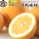 ★15日限定!全品ポイント5倍!★ ★5%OFF★ 【予約】特選 河内晩柑 発送予定4月下旬頃 1kg 2.5kg 5kg 7.5kg 10kg 送料無料 かわ...