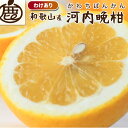 ★15日限定!全品ポイント5倍!★ ★5%OFF★ 【予約】 訳あり 河内晩柑 発送予定4月下旬頃 1kg 2.5kg 5kg 7.5kg 10kg 送料無料 ...