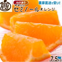   セミノールオレンジ 7.5kg 
