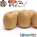 [わけあり]同梱用キウイフルーツ1kg　　　　 【KS】【国産キウイ】【訳あり】【他商品に追加で購入可＋送料無料】※単品購入不可