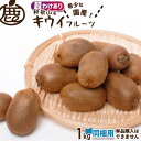 [超わけあり] 同梱用 キウイフルーツ 1kg 【 他商品に追加で送料無料 ロットA KS 訳あり 超訳あり お得 国産キウイ 和歌山 産地直送 農家直送 朝ごはん デザート ヘルシー 単品購入不可 2kg 3kg 4kg 5kg 】