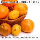 [わけあり]柑橘詰合せ7.5kg　　　　　　　　 【KS】【訳あり】【送料無料】 その1