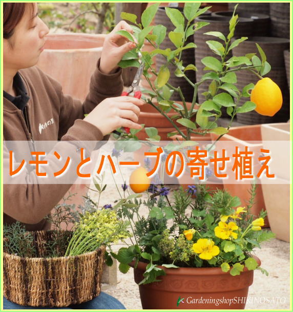 窪田造園『レモンとハーブの寄せ植え』