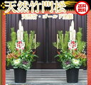 【縁起物・ゴールド竹仕様】【お正月寄せ植え】【送料無料】【大サイズ】天然竹門松　一対（2個）高さ：1.5m