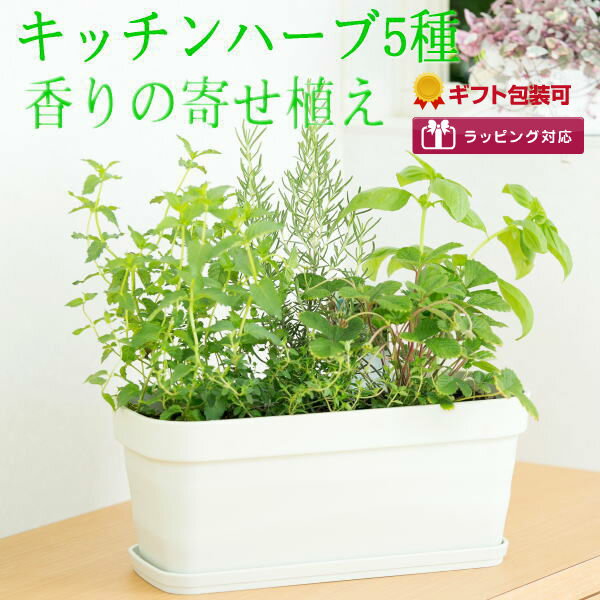 [ギフト●ご自宅用に]キッチンハーブ5種香りの寄せ植え/ハーブ/苗/セット/栽培キット/プレゼント/贈り物/誕生日/ラッ…