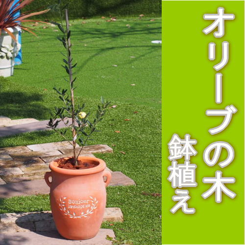 楽天市場】テラコッタ(植木|ガーデニング・農業):花 楽天市場】テラコッタ(植木|ガーデニング・農業):花
