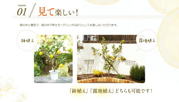 【販売中】【幸せレモンの木】四季の里 レモンの木 果樹苗 庭木 鉢苗 植木 苗木 苗　シンボルツリー 常緑 常緑樹 実のなる木 観葉植物 国産 ギフト ガーデニング【3年生苗/接ぎ木苗】【新築祝/記念樹/庭植え】【ギフト】