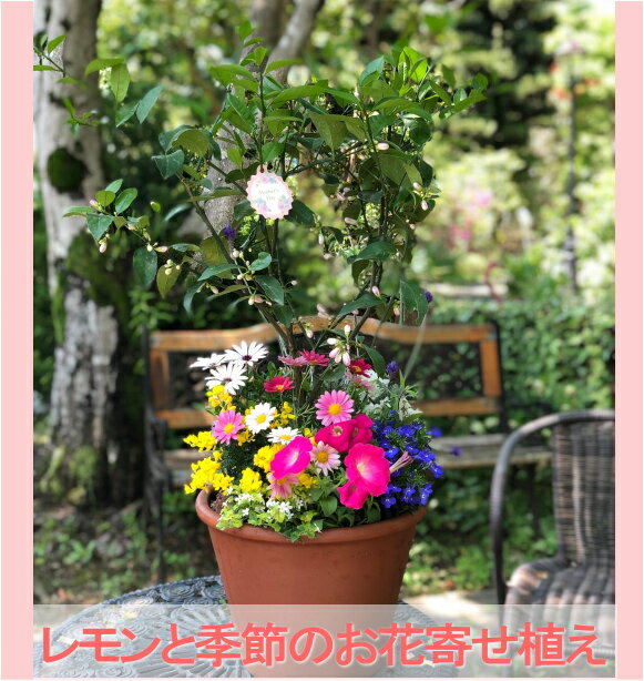 幸せレモンと季節のお花の寄せ植えレモンの木/檸檬