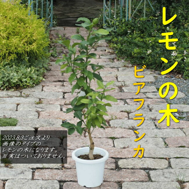 【幸せレモンの木】四季の里 レモンの木　品種：ビアフランカ/トゲ無レモン 果樹苗 庭木 鉢苗 植木 苗木 苗　シンボルツリー 常緑樹 実のなる木 国産 ギフト ガーデニング【3年生苗/接ぎ木苗】