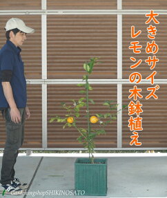 大きめサイズレモンの木鉢植え/レモン/檸檬品種：マイヤーレモン2024.4月撮影