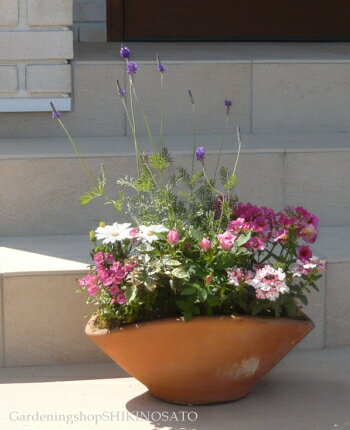 【送料無料】爽やかなハーブ・ラベンダーとピンクのお花の可愛らしいお花畑の寄せ植え（舟形Lサイズ）のサムネイル