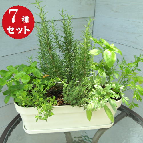 寄せ植え [ギフト●ご自宅用に]キッチンハーブ7種香りの寄せ植え