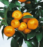 柑橘類　小みかん(こみかん)樹高：0.7m内外