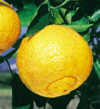 初夏を思い浮かばせる新しい味わいはるか（はるか・みかん類）