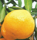 柑橘類　温州みかん　日南早生（にちなんわせ）樹高：1.2m内外2024.4月撮影 2