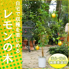 https://thumbnail.image.rakuten.co.jp/@0_mall/shikinosato/cabinet/fruits/img60966273.jpg