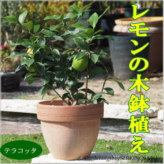 https://thumbnail.image.rakuten.co.jp/@0_mall/shikinosato/cabinet/fruits/imgrc0064939025.jpg