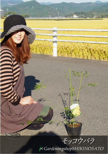 モッコウバラ・木香薔薇（花色：白・黄色）(樹高：0.5m内外)