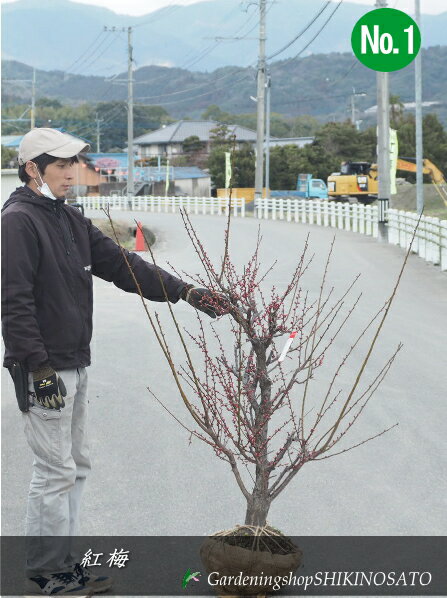 2024.2月花芽付き梅/紅梅・ウメ 樹高：1.2m内外 2024.2月撮影