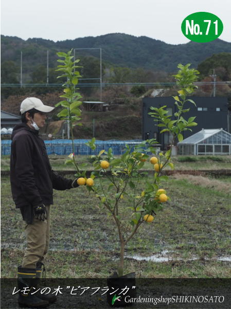 2024.2月実付きトゲなしレモンの木”ビアフランカ”/檸檬/れもん（樹高：1.8m内外）2024.2月撮影