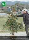 ロドレイア　〜エキゾチックな花が魅力的〜 紅色の花を咲あかせ柔らかい常緑の丸い葉が印象的なロドレイアは、ガーデニングや洋風庭園にはピッタリの常緑樹です。 3月中旬頃から4月下旬まで、次々と美しい花を咲かせていきます。 冬場が-5℃以下になる所では、枝枯れをする事があります。 四季の姿 下垂するようにつける蕾の形がユニークです。 咲き始めです 光沢のある葉 商品詳細 商品規格 樹高：1.6m内外 用途 シンボルツリー(庭植え)・鉢植え・切り花 植栽可能地域（庭植え） ※庭植えの目安です。（関東以南〜） 鉢植えの場合は、基本的に全域で栽培可能です。 育て方などご不明な点がございましたら、0946-22-6442までお気軽にお電話ください。 配送について 佐川急便でお届けします。日時指定・お時間指定可能です。 なお、一部地域・離島へのお届けは、配達日時指定がお受けできない場合や、 追加送料が発生する場合がございます。その場合は必ずご連絡を差し上げます。