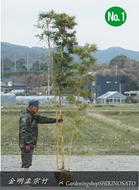 キンメイモウソウチク（金明孟宗竹）3本立ちNo1（樹高：2.5m内外）2024.3月撮影