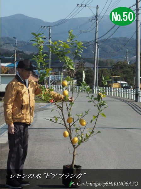 2024.3月実付きレモンの木/トゲなしレモンの木”ビアフランカ”/檸檬/れもん（樹高：1.7m内外）2024.3月撮影