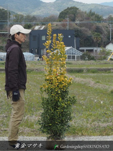 黄金マサキ（樹高　1.4m内外）2024.3月撮影