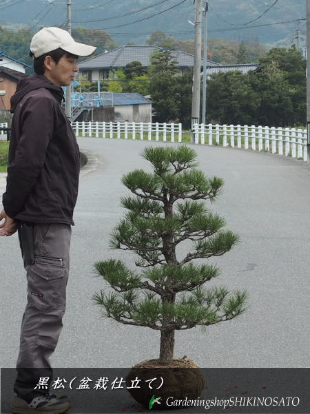クロマツ／黒松盆栽仕立て 樹高：1m内外 2024.4月撮影