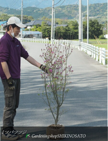 2024.4.10蕾開花中ミツバツツジ/三つ葉つつじ　花色：紫（樹高：1.4m内外）2024.4月撮影