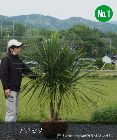 楽天市場】ニオイシュロラン(植木|ガーデニング・農業):花 楽天市場】ニオイシュロラン(植木|ガーデニング・農業):花