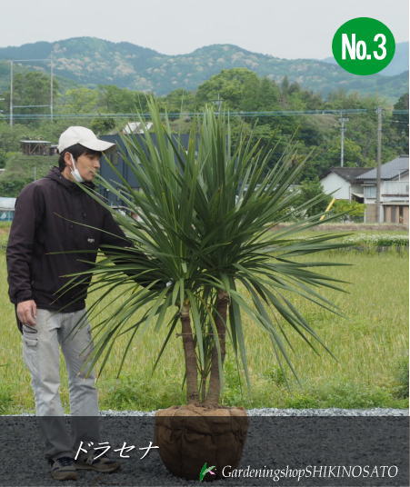 楽天市場】ドラセナ ニオイシュロラン 育て方の通販 楽天市場】ドラセナ ニオイシュロラン 育て方の通販