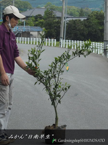 ● 特徴 少し青みが残る9月20日頃から収穫可能甘味が果実いっぱいに凝縮された風味豊かな味。 ● 収穫期　：　9月下旬〜10月上旬 ● 樹高　：　1.2m内外 ●温州のページへ