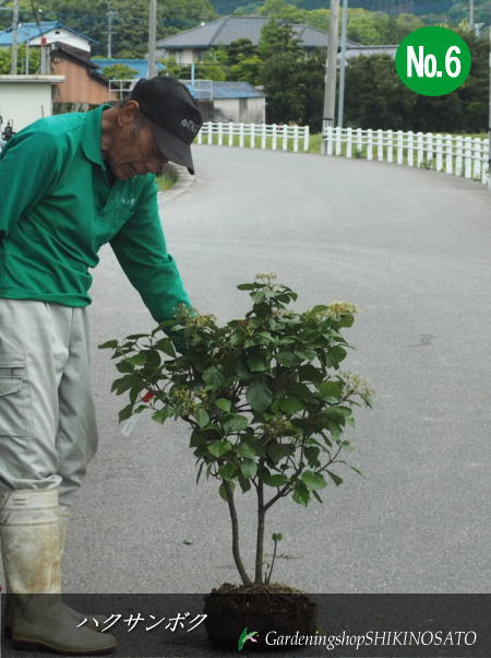 濃緑色の葉と赤い実のコントラスト 葉は厚く金属的な光沢があり、落葉前に紅葉し美しい庭木です。 花は白い小花が集まってつき、実は秋に赤く熟します。 四季の姿 4月〜5月に開花します 10月〜12月に結実します 光沢のある葉 商品詳細 商品情報/規格 ■スイカズラ科ガマズミ属　常緑広葉樹　低木 ■別名：ハクサンボク/ヤマテラシ ■樹高：0.8m内外 ■花色：白 ■花期：4月〜5月 ■結実期：10月〜12月 用途 シンボルツリー・目隠し・寄せ植え等 手入れ 大きくしたくない場合、開花後のなるべく早い時期（5〜6月）に剪定します。 植え付け 日向を好みます。水はけがよく肥沃な土壌を好みます。 詳しい植え付け方はこちら⇒（もっと詳しく！） 肥料 5月と11〜12月に緩効性化成肥料を施します。 植栽可能地域（庭植え） ※庭植えの目安です。（東北南部〜九州） 鉢植えの場合は、基本的に全域で栽培可能です。 育て方などご不明な点がございましたら、0946-22-6442までお気軽にお電話ください。 配送について 佐川急便でのお届けになります。日時指定が可能です。 なお、一部地域・離島へのお届けは、配達日時指定がお受けできない場合や、 追加送料が発生する場合がございます。その場合は必ずご連絡を差し上げます。