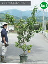 大苗入荷レモンの木/檸檬の木/れもん（品種：璃の香/りのか)鉢植え樹高：2.2m内外2024.5月撮影