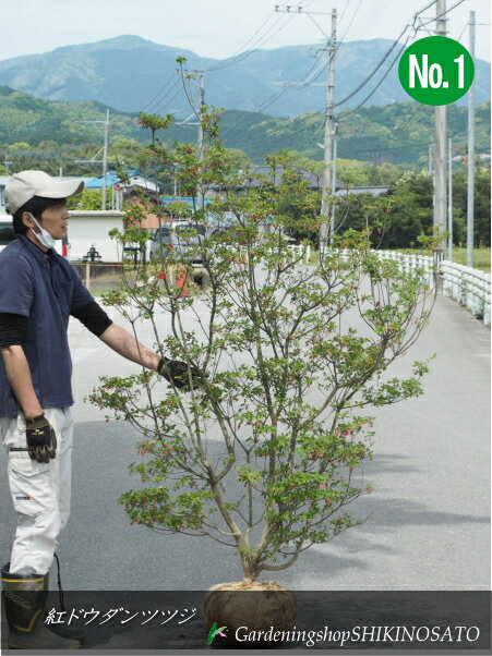 紅ドウダンツツジ/ベニドウダンツツジ（樹高：1.7m内外）2024.5月撮影