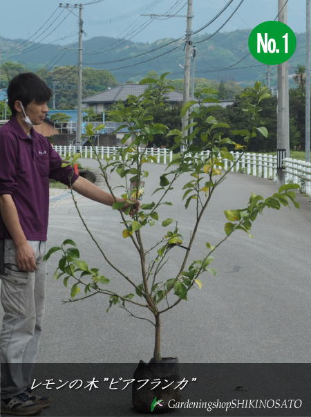 トゲなしレモンの木”ビアフランカ”/檸檬/れもん（樹高：1.5m内外）2024.5月撮影